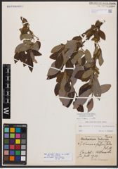 Salix bicolor subsp. basaltica (H. J. Coste) I. V. Belyaeva